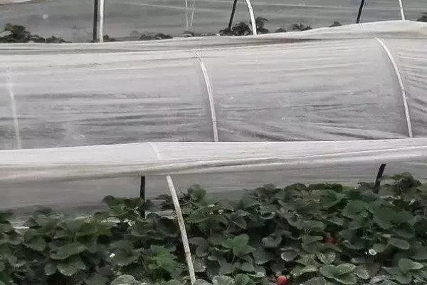 冬天怎么管理草莓，扣棚后把湿度保持在55%左右