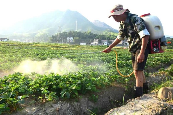 冬天怎么管理草莓，扣棚后把湿度保持在55%左右