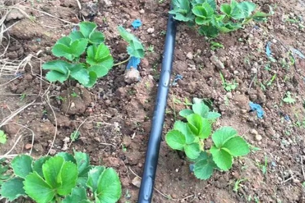 冬天怎么管理草莓，扣棚后把湿度保持在55%左右