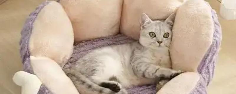 养猫不用买的东西,猫窝和衣服都不用买