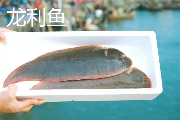 龙利鱼是鳕鱼吗，龙利鱼并不是鳕鱼
