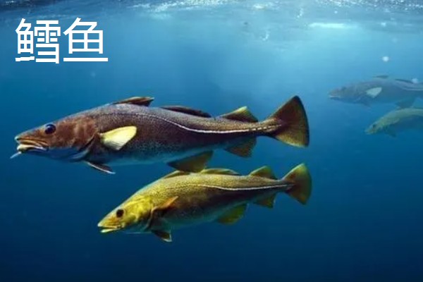 龙利鱼是鳕鱼吗，龙利鱼并不是鳕鱼