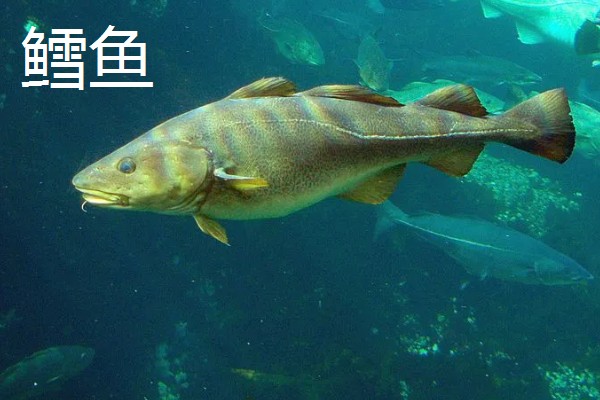 龙利鱼是鳕鱼吗，龙利鱼并不是鳕鱼