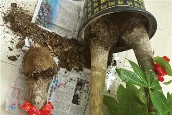 发财树叶面发黄怎么办，根据发生原因采取对应措施