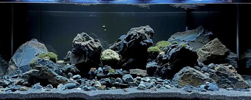 为造景鱼缸清理鱼粪的方法，饲养工具虾、工具螺可以清除粪便