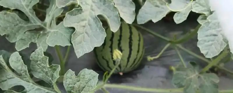 8424西瓜露地可以种吗，可以露地种植