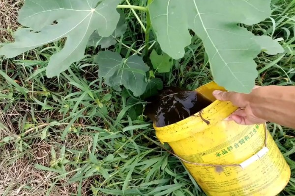 如何自制无花果肥料，可将菌种、红糖等混合配制肥料