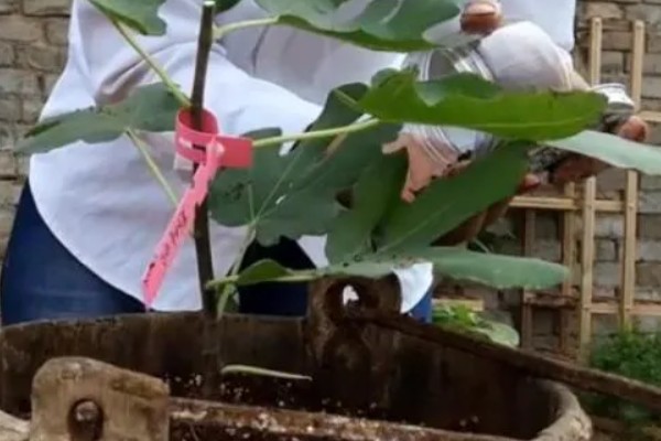 如何自制无花果肥料，可将菌种、红糖等混合配制肥料