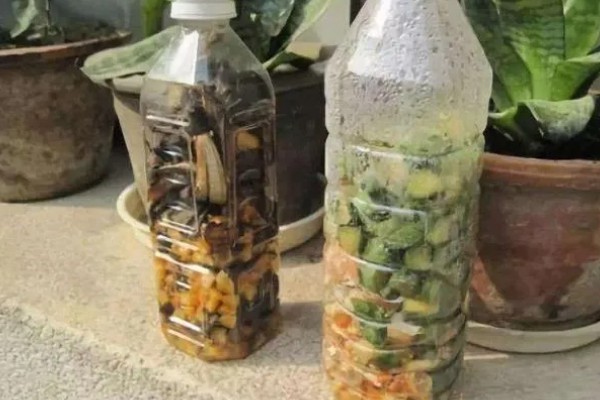 如何自制无花果肥料，可将菌种、红糖等混合配制肥料