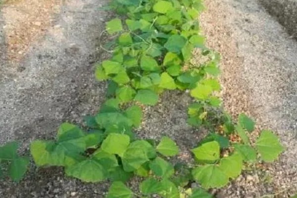 白地瓜的种植方法，在每年的4-6月份播种