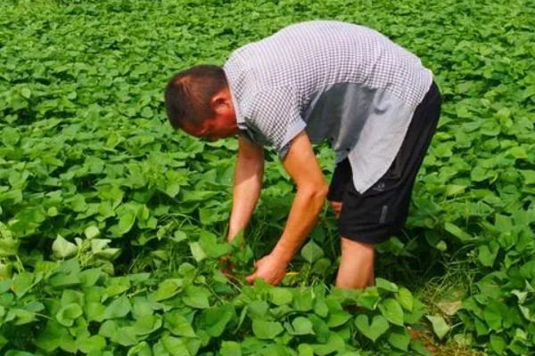 白地瓜的种植方法，在每年的4-6月份播种