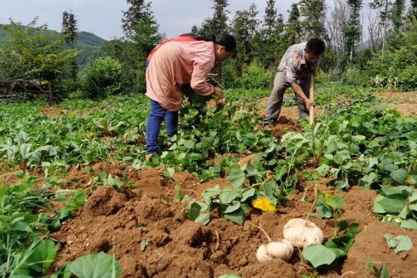 白地瓜的种植方法，在每年的4-6月份播种
