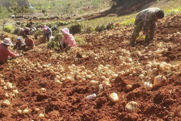 白地瓜的种植方法，在每年的4-6月份播种