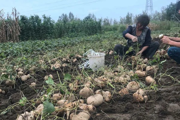 白地瓜的种植方法，在每年的4-6月份播种