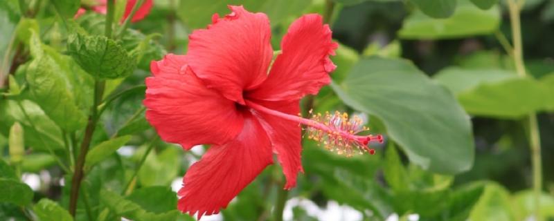 为什么扶桑花总是掉花苞，可能是环境不适所致