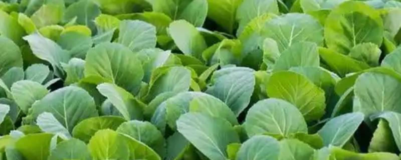 春季适合种植什么蔬菜，推荐油菜、茄子等