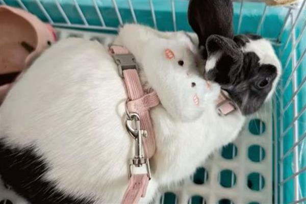 选兔子当宠物有哪些好处,其性格比较温顺