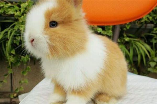 选兔子当宠物有哪些好处,其性格比较温顺