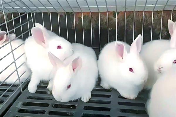 选兔子当宠物有哪些好处,其性格比较温顺