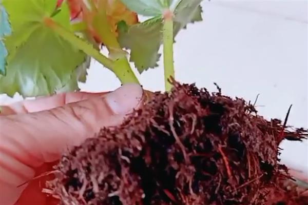 丽格海棠僵苗怎么处理，要及时换盆处理