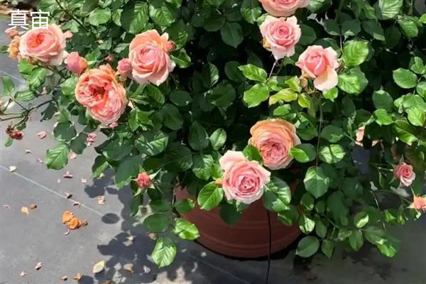 月季与玫瑰花的区别，花朵和花色均不同