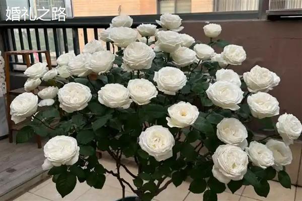 月季与玫瑰花的区别，花朵和花色均不同