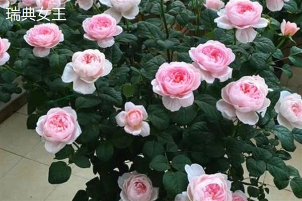 月季与玫瑰花的区别，花朵和花色均不同