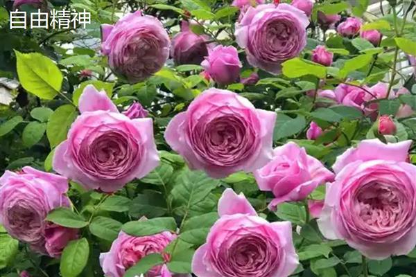 月季与玫瑰花的区别，花朵和花色均不同