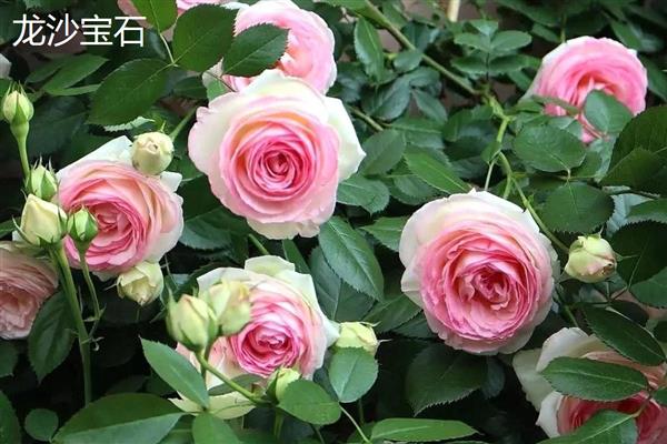 月季与玫瑰花的区别，花朵和花色均不同