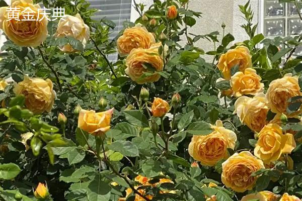月季与玫瑰花的区别，花朵和花色均不同