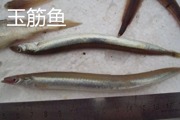 深海鱼的品种，有安康鱼、玉筋鱼等