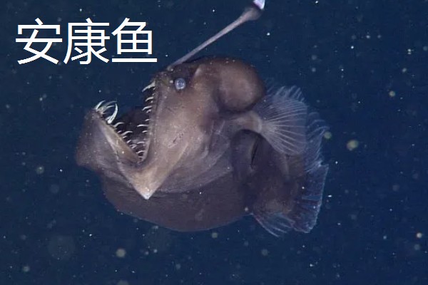 深海鱼的品种，有安康鱼、玉筋鱼等