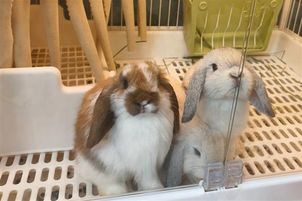 选兔子当宠物有哪些好处,其性格比较温顺