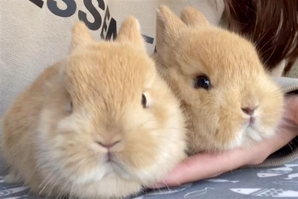 选兔子当宠物有哪些好处,其性格比较温顺