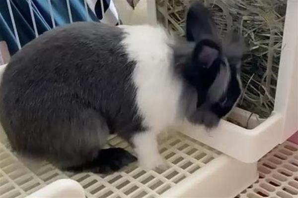 选兔子当宠物有哪些好处,其性格比较温顺