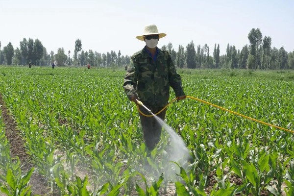 玉米地用过除草剂还能种菜吗，取决于下茬蔬菜是否有残留药害而定