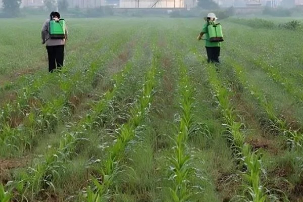 玉米地用过除草剂还能种菜吗，取决于下茬蔬菜是否有残留药害而定