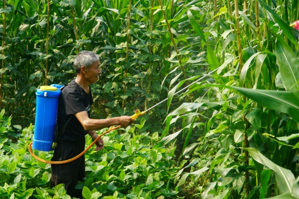 玉米地用过除草剂还能种菜吗，取决于下茬蔬菜是否有残留药害而定