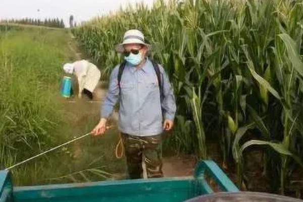 玉米地用过除草剂还能种菜吗，取决于下茬蔬菜是否有残留药害而定