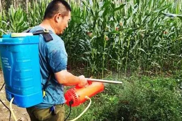 玉米地用过除草剂还能种菜吗，取决于下茬蔬菜是否有残留药害而定