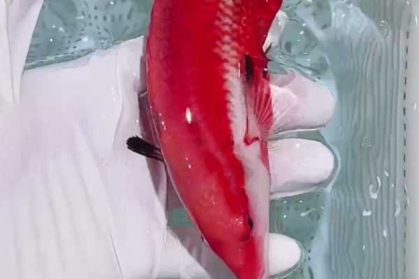 古巴三色龙好不好养，饲养难度不大
