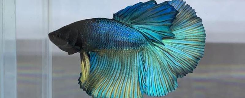 泰国斗鱼认主人吗，是可以认识主人的