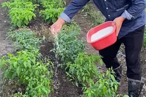 多久施一次复合肥，大概是一周使用一次