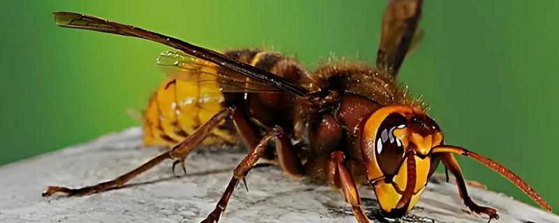 被马蜂蛰了能不能自愈，需根据马蜂的种类决定