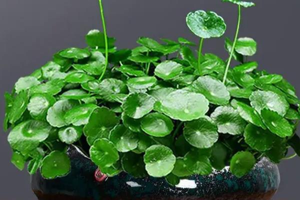 铜钱草有没有毒，属于无毒植物可在室内养殖