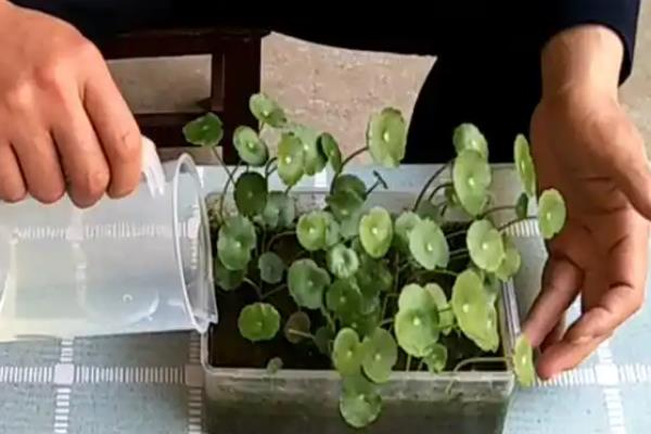 铜钱草有没有毒，属于无毒植物可在室内养殖