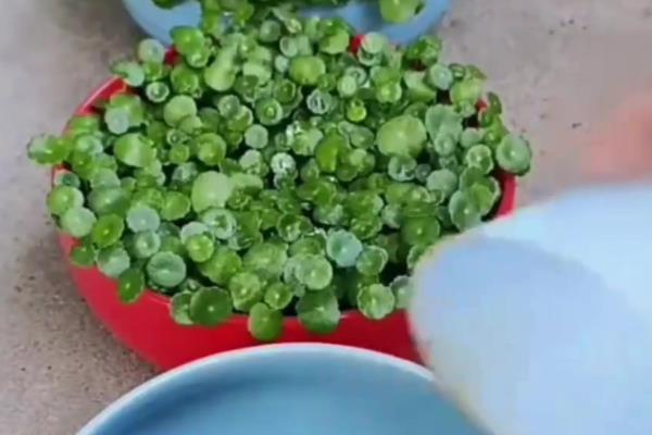 铜钱草有没有毒，属于无毒植物可在室内养殖