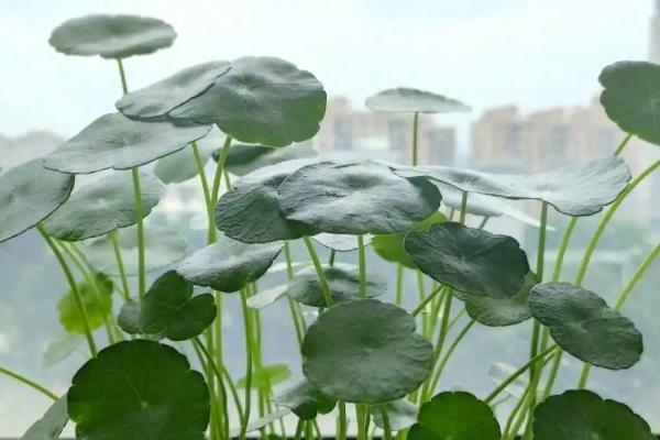铜钱草有没有毒，属于无毒植物可在室内养殖
