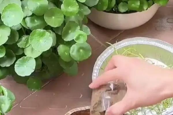 铜钱草有没有毒，属于无毒植物可在室内养殖