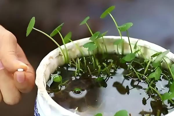 铜钱草有没有毒，属于无毒植物可在室内养殖